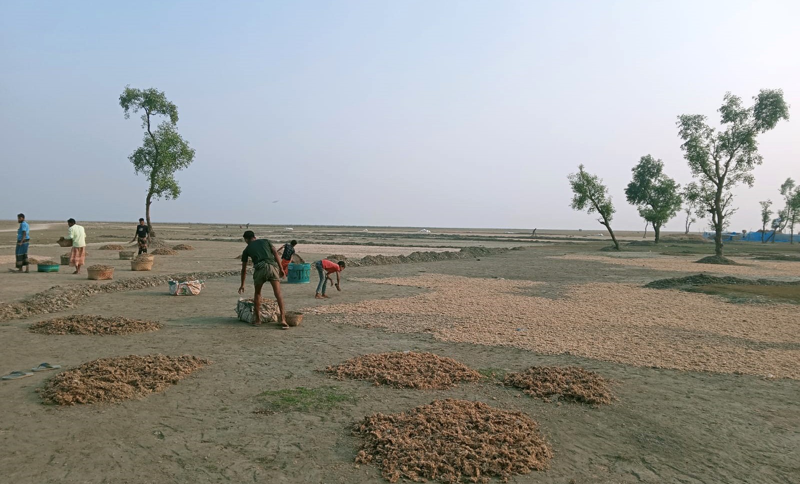 রোদে শুকোচ্ছে মাছ, শুঁটকিতে চাঙ্গা হাতিয়ার অর্থনীতি